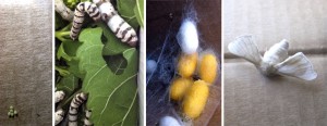 Silkworms / Gusanos de seda / Seidenraupen