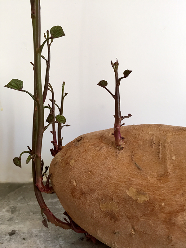 boniato wächst suesskartoffel sweet potato