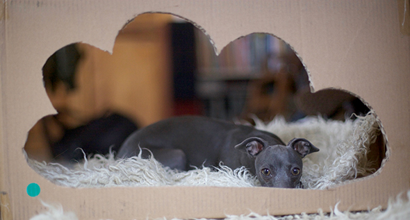 lu-lu-hund-perro-dog-galgo-italiano-italienisches-windspiel-familienhund-italien-greyhound-fotoshooting-bonbon